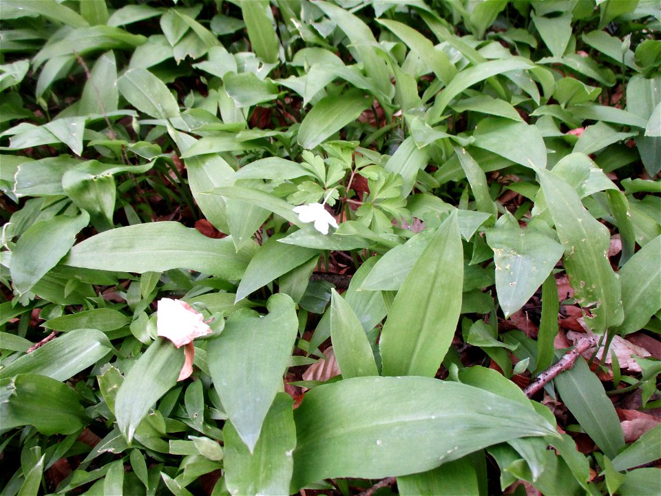 Bärlauch (Allium ursinum) und Buschwindröschen (Anemone nemorosa) im Meerwald bei Bübingen