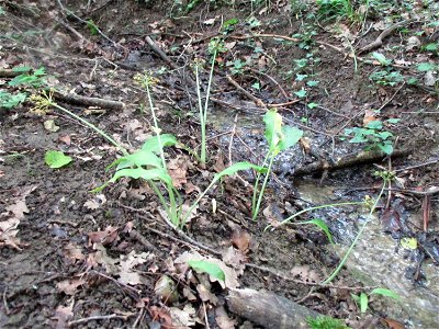 Bärlauch (Allium ursinum) im Wald bei Gersheim im Naturschutzgebiet Südlicher Bliesgau/Auf der Lohe