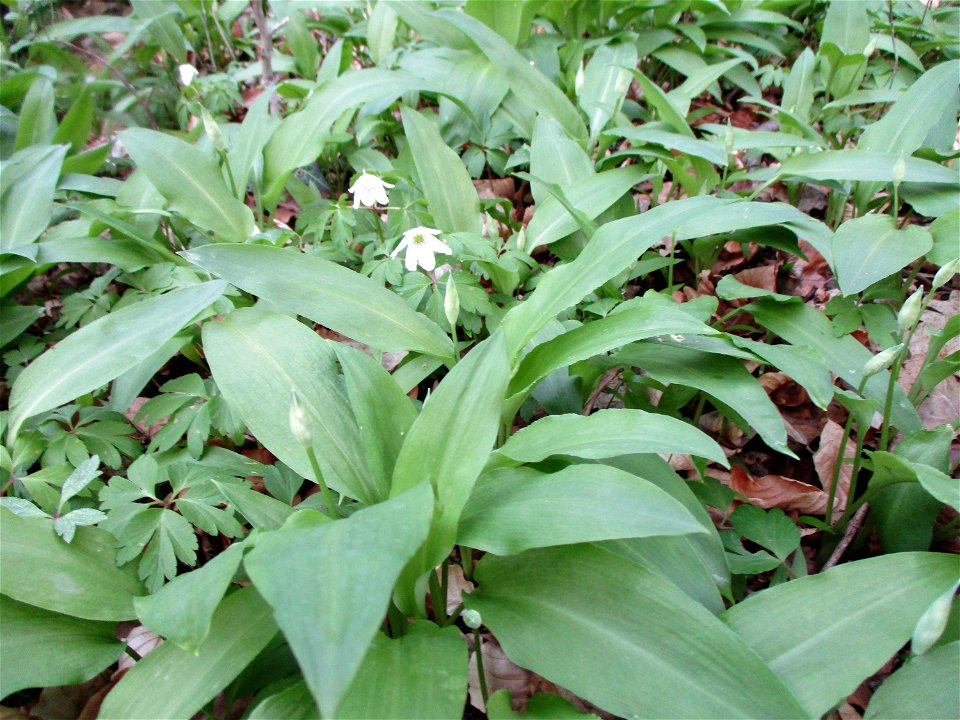 Bärlauch (Allium ursinum) und Buschwindröschen (Anemone nemorosa) im Meerwald bei Bübingen