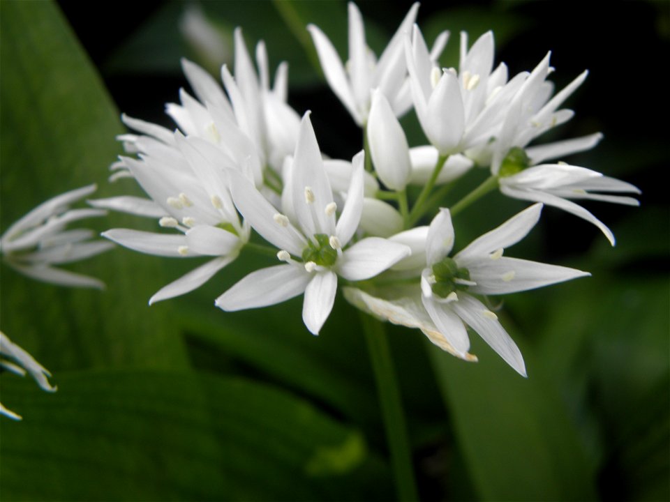 Allium ursinum

Allium ursinum