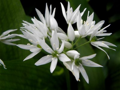 Allium ursinum

Allium ursinum ¨