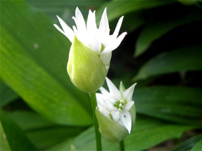 Allium ursinum

Allium ursinum