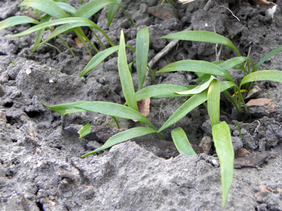 Allium ursinum

Allium ursinum