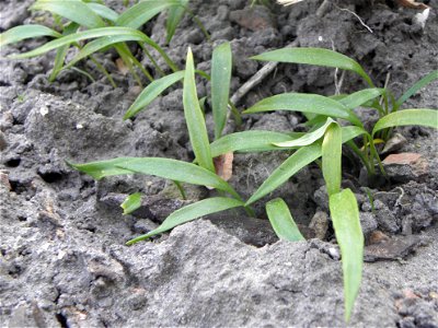 Allium ursinum

Allium ursinum