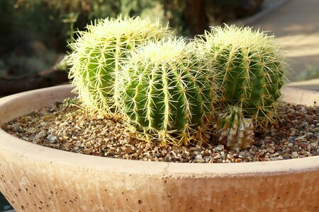 Desert nature southwest