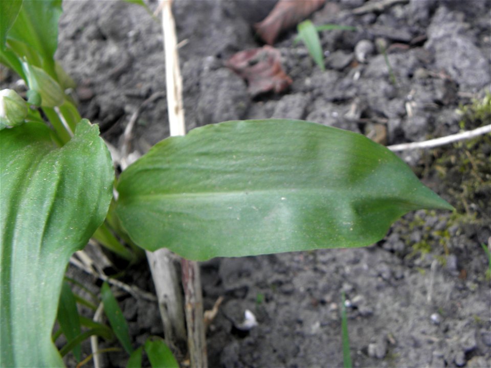 Allium ursinum

Allium ursinum