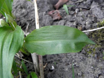 Allium ursinum

Allium ursinum