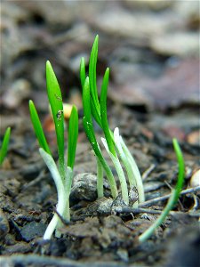 Allium ursinum seedlings.