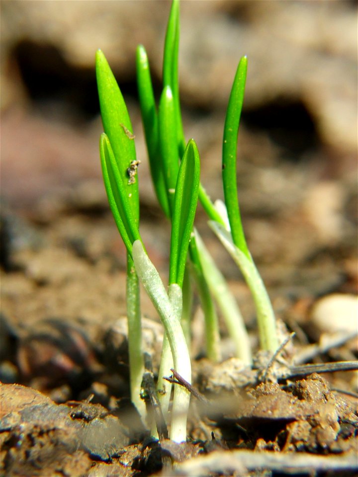 Allium ursinum. Young leaves grows from bulb (not seedling)