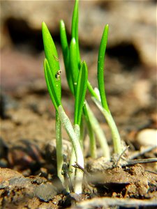 Allium ursinum. Young leaves grows from bulb (not seedling) photo