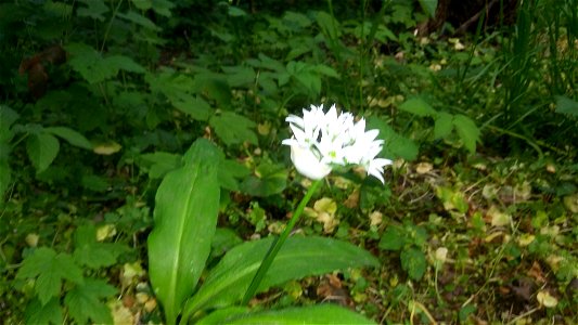 Blüte einer Bärlauchpflanze photo