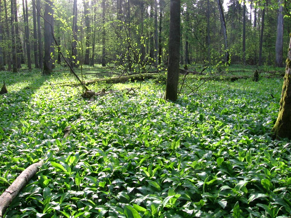 Czosnek niedźwiedzi Allium ursinum w Puszczy Białowieskiej.