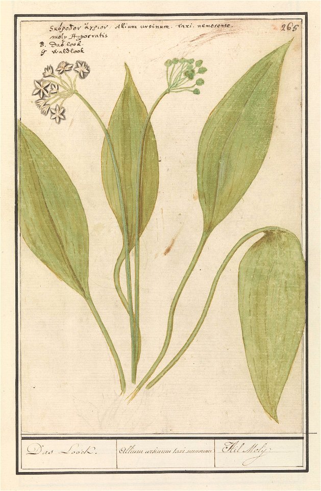 IdentificatieTitel(s): Daslook (Allium ursinum)Das Look. / Allium arsinum taxi nemorence / Ail Molij (titel op object)Objecttype: tekening Objectnummer: RP-T-BR-2017-1-10-69Omschrijving: Daslook. Genu
