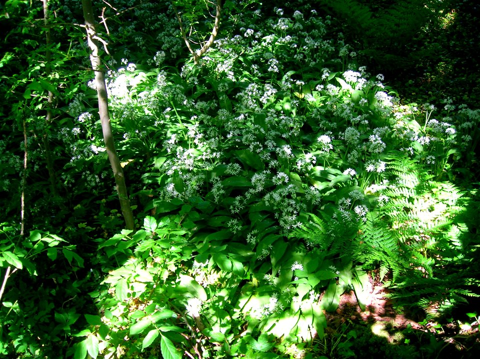 Wild Garlic flowering at Speir's school grounds, Beith, Scotland