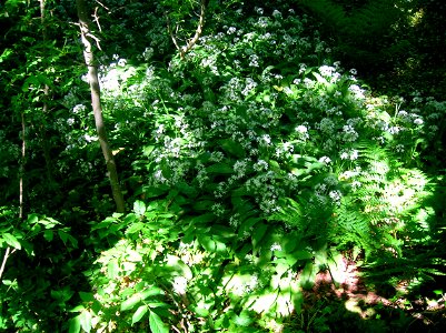 Wild Garlic flowering at Speir's school grounds, Beith, Scotland