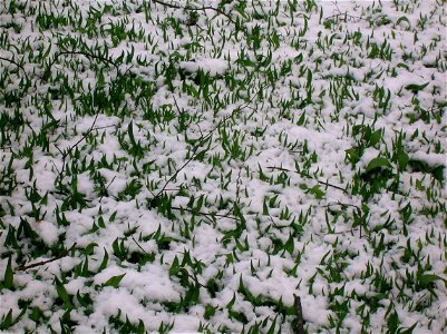 Wild garlic (Allium ursinum) in the snow at Spier's School, North Ayrshire, Scotland.