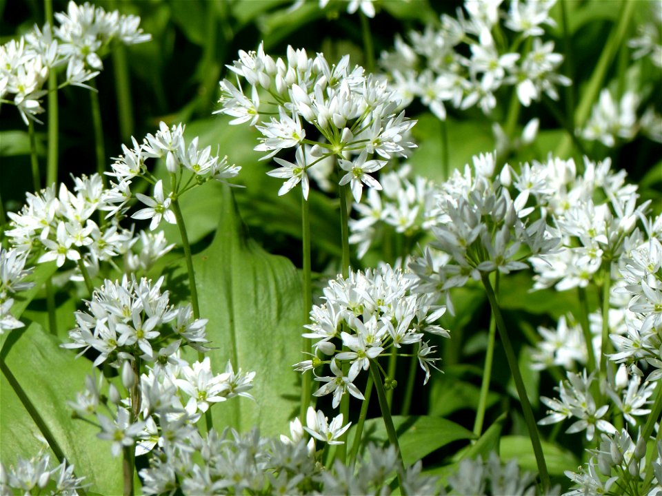 Wild garlic (Allium ursinum) growing in spring, in woodland at Combe Dingle, Bristol, England.