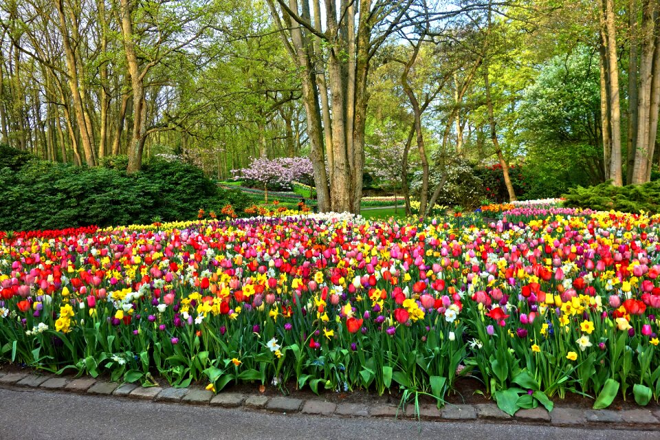 Tulip daffodil design