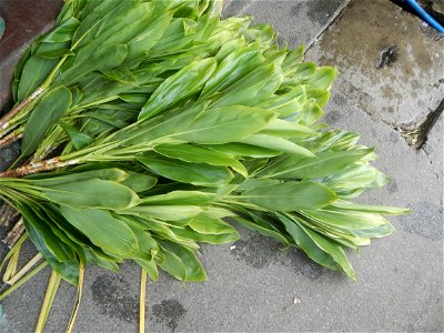 Cordyline fruticosa Poblacion, Baliuag, Bulacan Category:Sitios and puroks of the Philippines Subdivisions of the Philippines Barangay Poblacion 14°57'17"N 120°54'2"E, Baliuag, Bulacan, Bulacan provin