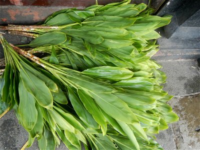 Cordyline fruticosa Poblacion, Baliuag, Bulacan Category:Sitios and puroks of the Philippines Subdivisions of the Philippines Barangay Poblacion 14°57'17"N 120°54'2"E, Baliuag, Bulacan, Bulacan provin