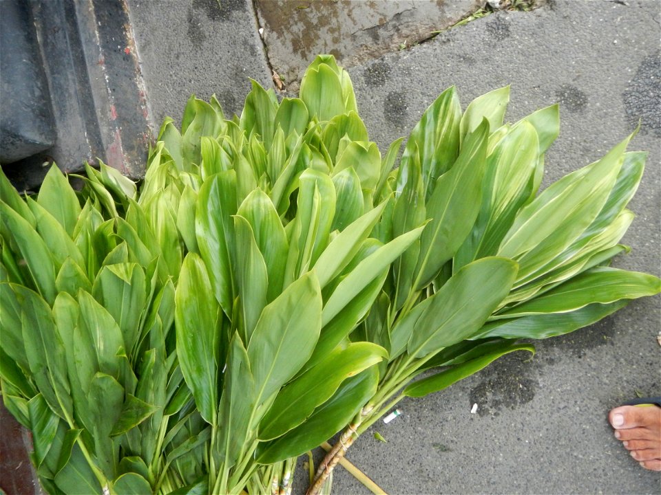 Cordyline fruticosa Poblacion, Baliuag, Bulacan Category:Sitios and puroks of the Philippines Subdivisions of the Philippines Barangay Poblacion 14°57'17"N 120°54'2"E, Baliuag, Bulacan, Bulacan provin