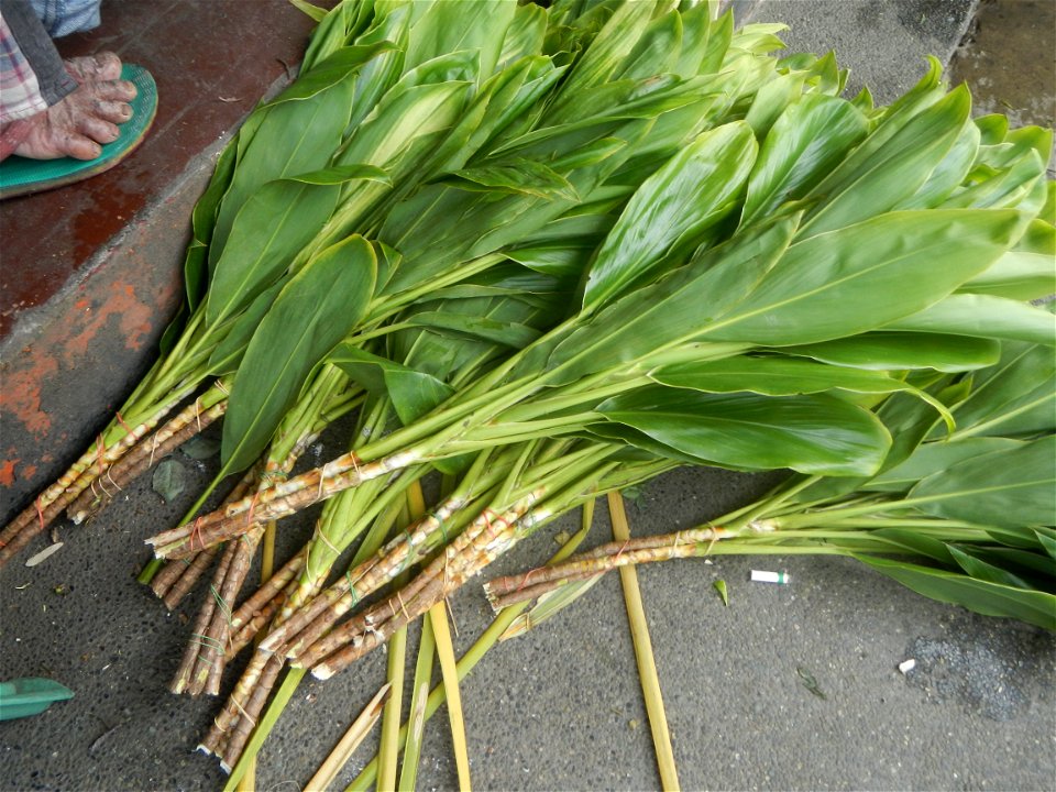 Cordyline fruticosa Poblacion, Baliuag, Bulacan Category:Sitios and puroks of the Philippines Subdivisions of the Philippines Barangay Poblacion 14°57'17"N 120°54'2"E, Baliuag, Bulacan, Bulacan provin