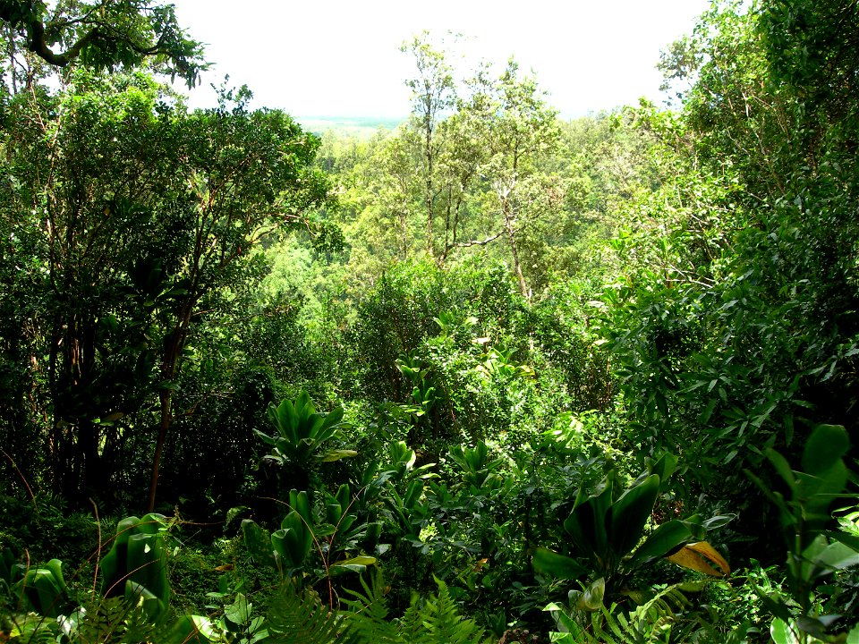 Big island of Hawaiʻi.
Tropical flora in crater, including Cordyline fruticosa.