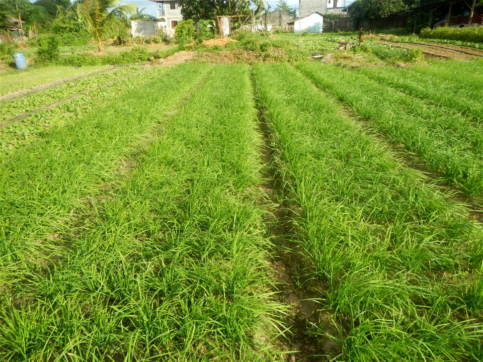 Vegetable plantations in Taal, Pulilan, Bulacan including the Scallion  Sibuyas na mura – green onion, scallion, berdeng sibuyas Spring onions(Philippines)Allium tuberosum (Philippines) Allium tuberos
