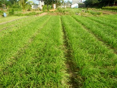 Vegetable plantations in Taal, Pulilan, Bulacan including the Scallion  Sibuyas na mura – green onion, scallion, berdeng sibuyas Spring onions(Philippines)Allium tuberosum (Philippines) Allium tuberos