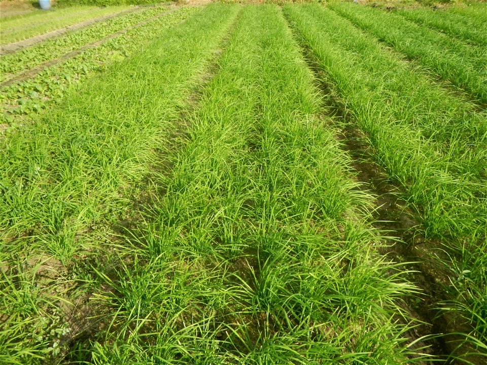Vegetable plantations in Taal, Pulilan, Bulacan including the Scallion  Sibuyas na mura – green onion, scallion, berdeng sibuyas Spring onions(Philippines)Allium tuberosum (Philippines) Allium tuberos
