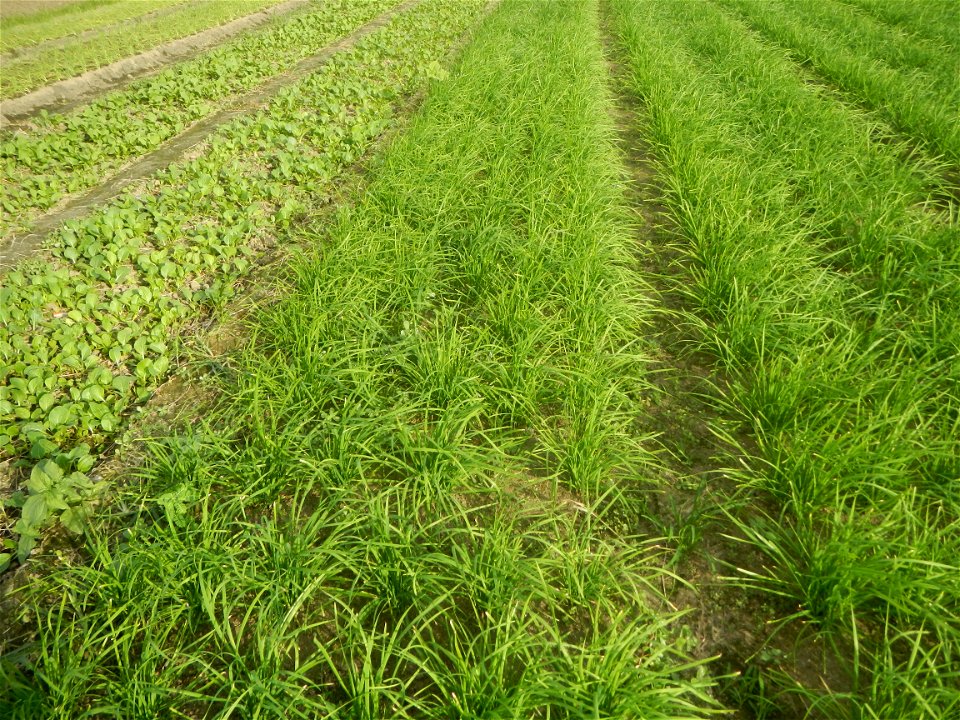 Vegetable plantations in Taal, Pulilan, Bulacan including the Scallion  Sibuyas na mura – green onion, scallion, berdeng sibuyas Spring onions(Philippines)Allium tuberosum (Philippines) Allium tuberos