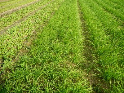 Vegetable plantations in Taal, Pulilan, Bulacan including the Scallion  Sibuyas na mura – green onion, scallion, berdeng sibuyas Spring onions(Philippines)Allium tuberosum (Philippines) Allium tuberos