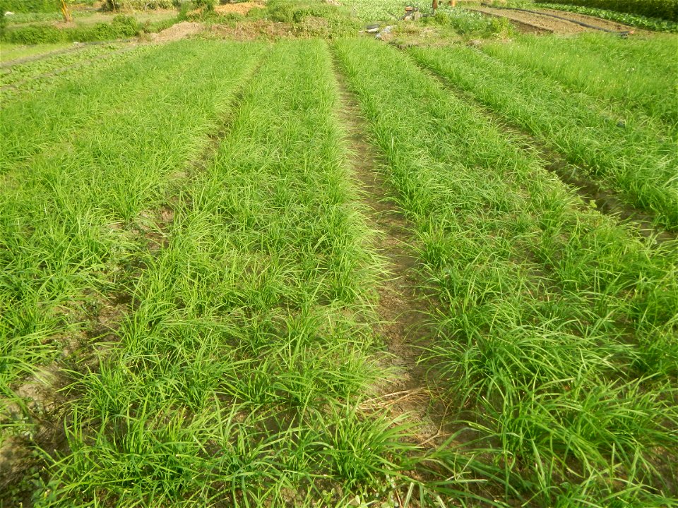 Vegetable plantations in Taal, Pulilan, Bulacan including the Scallion  Sibuyas na mura – green onion, scallion, berdeng sibuyas Spring onions(Philippines)Allium tuberosum (Philippines) Allium tuberos