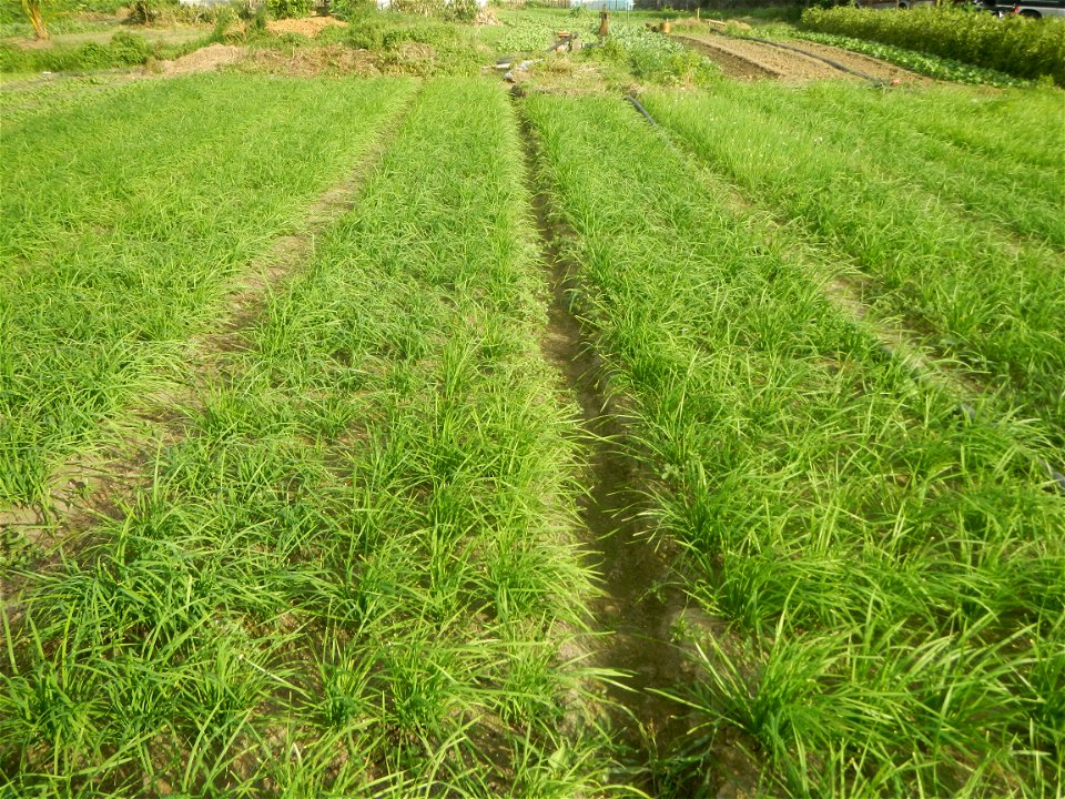 Vegetable plantations in Taal, Pulilan, Bulacan including the Scallion  Sibuyas na mura – green onion, scallion, berdeng sibuyas Spring onions(Philippines)Allium tuberosum (Philippines) Allium tuberos