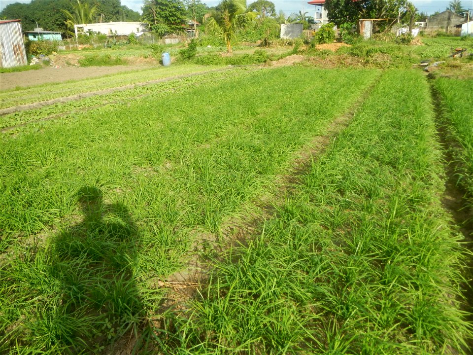 Vegetable plantations in Taal, Pulilan, Bulacan including the Scallion  Sibuyas na mura – green onion, scallion, berdeng sibuyas Spring onions(Philippines)Allium tuberosum (Philippines) Allium tuberos