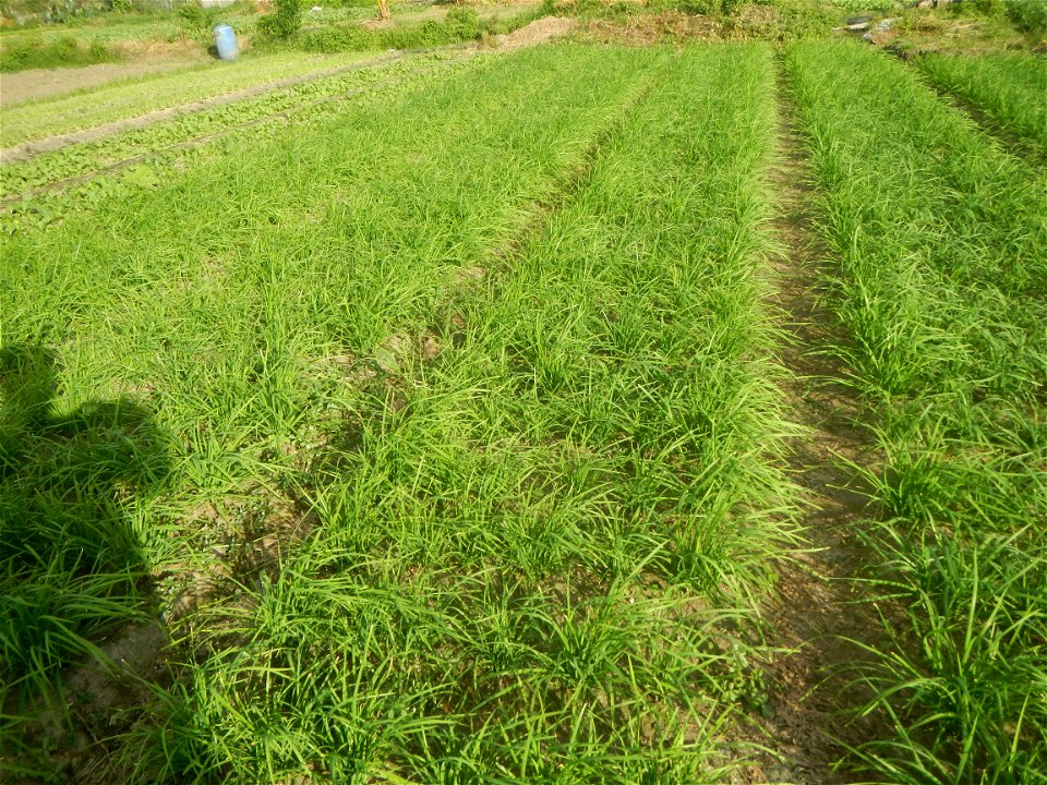 Vegetable plantations in Taal, Pulilan, Bulacan including the Scallion  Sibuyas na mura – green onion, scallion, berdeng sibuyas Spring onions(Philippines)Allium tuberosum (Philippines) Allium tuberos