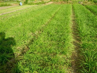 Vegetable plantations in Taal, Pulilan, Bulacan including the Scallion  Sibuyas na mura – green onion, scallion, berdeng sibuyas Spring onions(Philippines)Allium tuberosum (Philippines) Allium tuberos