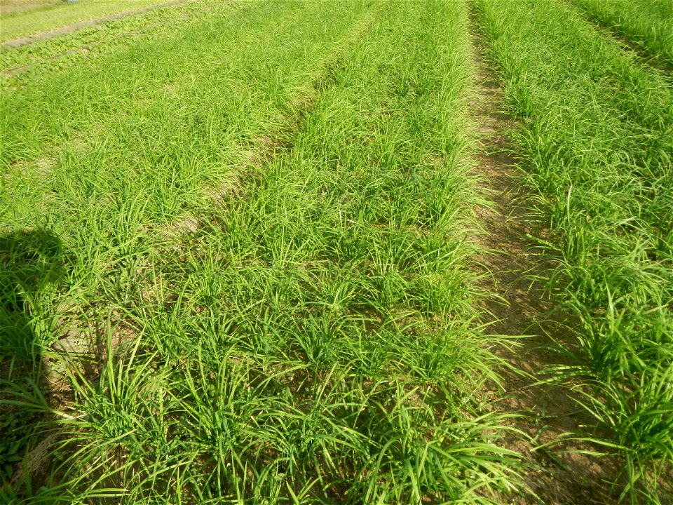 Vegetable plantations in Taal, Pulilan, Bulacan including the Scallion  Sibuyas na mura – green onion, scallion, berdeng sibuyas Spring onions(Philippines)Allium tuberosum (Philippines) Allium tuberos