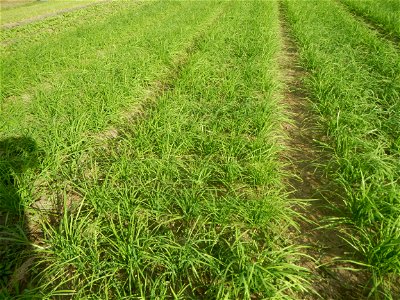 Vegetable plantations in Taal, Pulilan, Bulacan including the Scallion  Sibuyas na mura – green onion, scallion, berdeng sibuyas Spring onions(Philippines)Allium tuberosum (Philippines) Allium tuberos