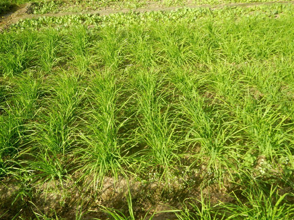 Vegetable plantations in Taal, Pulilan, Bulacan including the Scallion  Sibuyas na mura – green onion, scallion, berdeng sibuyas Spring onions(Philippines)Allium tuberosum (Philippines) Allium tuberos