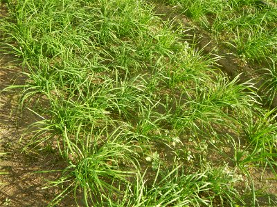 Vegetable plantations in Taal, Pulilan, Bulacan including the Scallion  Sibuyas na mura – green onion, scallion, berdeng sibuyas Spring onions(Philippines)Allium tuberosum (Philippines) Allium tuberos