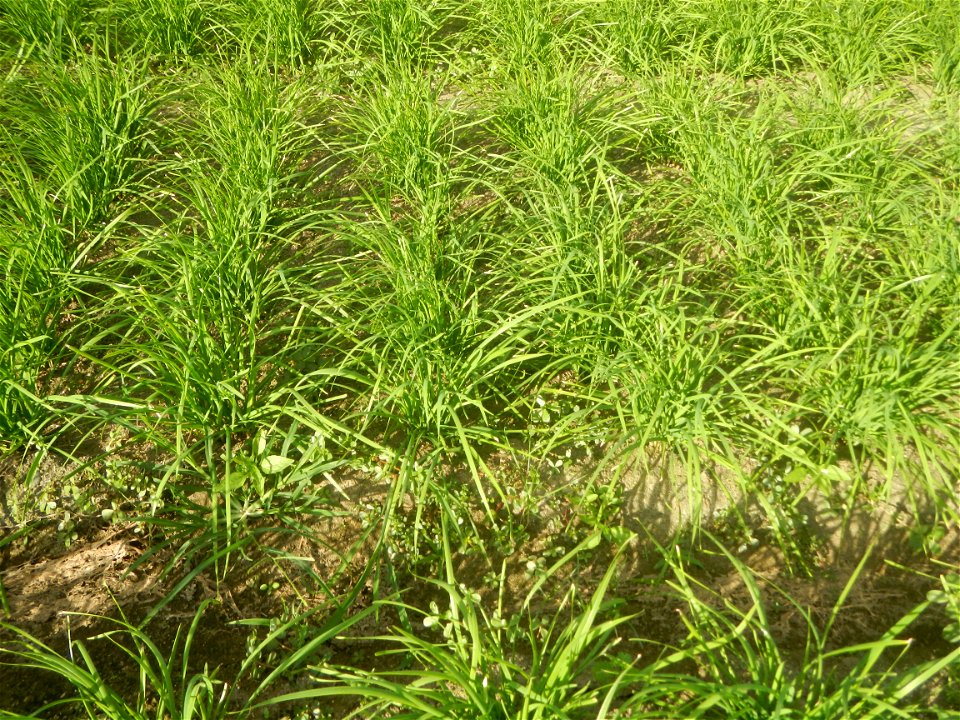 Vegetable plantations in Taal, Pulilan, Bulacan including the Scallion  Sibuyas na mura – green onion, scallion, berdeng sibuyas Spring onions(Philippines)Allium tuberosum (Philippines) Allium tuberos