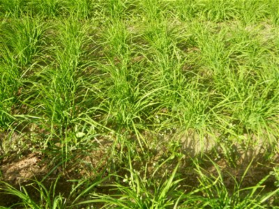 Vegetable plantations in Taal, Pulilan, Bulacan including the Scallion  Sibuyas na mura – green onion, scallion, berdeng sibuyas Spring onions(Philippines)Allium tuberosum (Philippines) Allium tuberos
