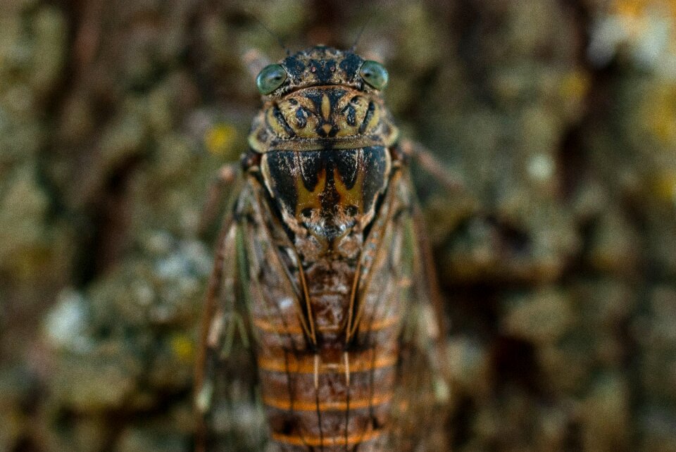 Cicadidae hémiptère close up