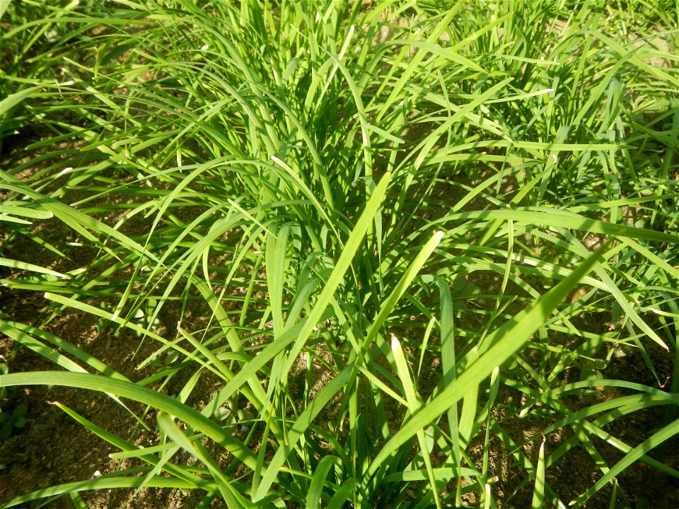 Vegetable plantations in Taal, Pulilan, Bulacan including the Scallion  Sibuyas na mura – green onion, scallion, berdeng sibuyas Spring onions(Philippines)Allium tuberosum (Philippines) Allium tuberos