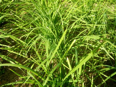 Vegetable plantations in Taal, Pulilan, Bulacan including the Scallion  Sibuyas na mura – green onion, scallion, berdeng sibuyas Spring onions(Philippines)Allium tuberosum (Philippines) Allium tuberos