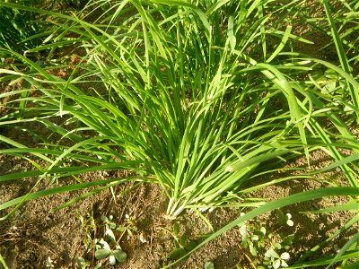 Vegetable plantations in Taal, Pulilan, Bulacan including the Scallion  Sibuyas na mura – green onion, scallion, berdeng sibuyas Spring onions(Philippines)Allium tuberosum (Philippines) Allium tuberos