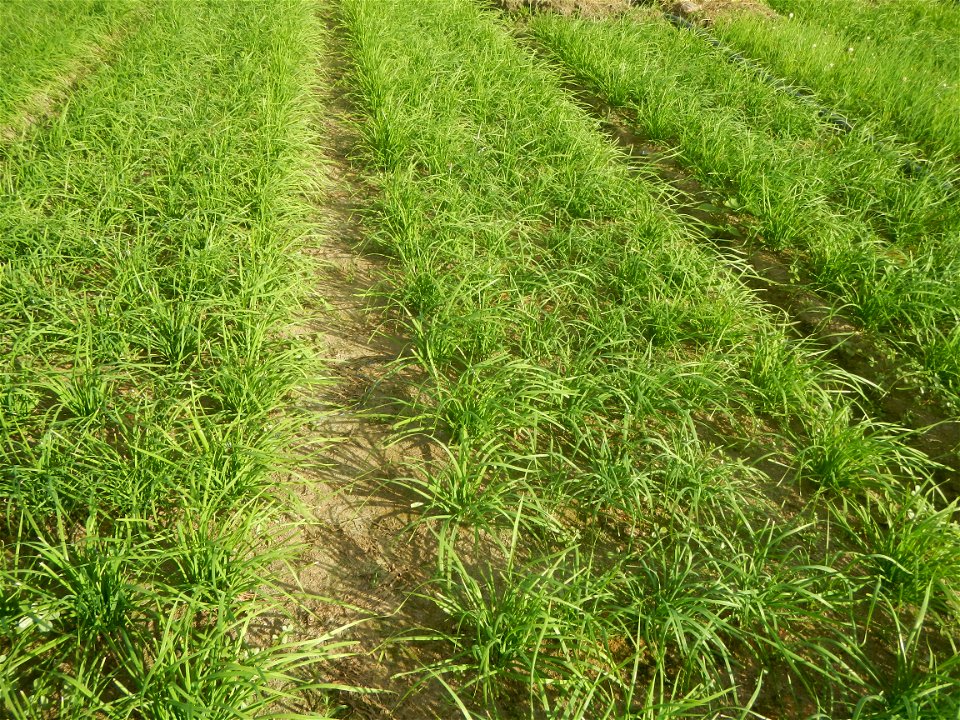 Vegetable plantations in Taal, Pulilan, Bulacan including the Scallion  Sibuyas na mura – green onion, scallion, berdeng sibuyas Spring onions(Philippines)Allium tuberosum (Philippines) Allium tuberos