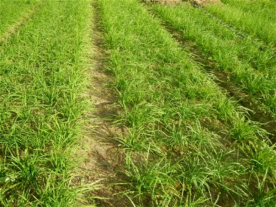 Vegetable plantations in Taal, Pulilan, Bulacan including the Scallion  Sibuyas na mura – green onion, scallion, berdeng sibuyas Spring onions(Philippines)Allium tuberosum (Philippines) Allium tuberos