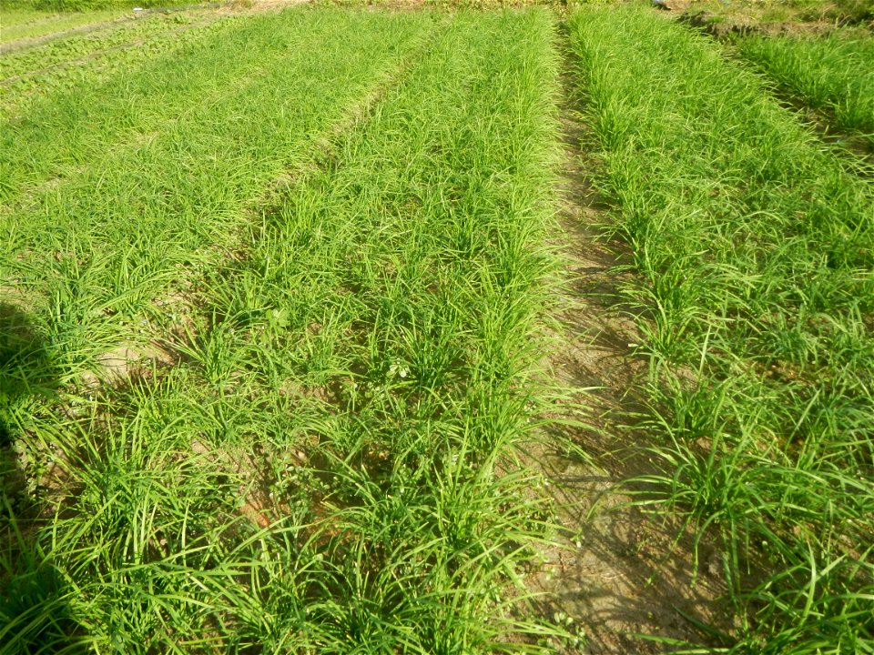 Vegetable plantations in Taal, Pulilan, Bulacan including the Scallion  Sibuyas na mura – green onion, scallion, berdeng sibuyas Spring onions(Philippines)Allium tuberosum (Philippines) Allium tuberos